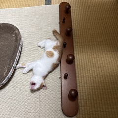 中古のみ　壁かけ