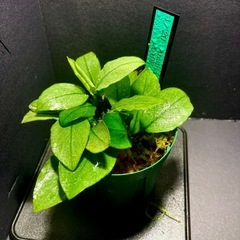 1)アヌビアスナナ ジェイド（2カップ）