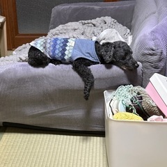トイプードル 黒 ももちゃん🍑