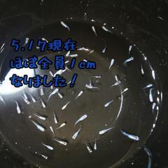 Ｂ 深海メダカの稚魚 10匹
