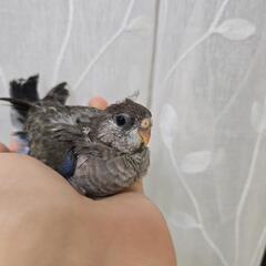 アキクサインコ ノーマル 雛 ご家族様募集中👪