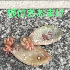 多肉植物詰め合わせ14種類セットガーデニングの画像