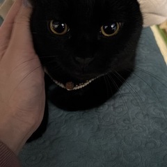 垂れ耳黒猫の甘えん坊さん✨️