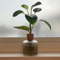 観葉植物