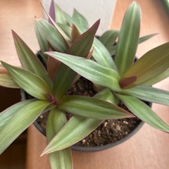鉢植え　観葉植物🪴　ムラサキオモト 