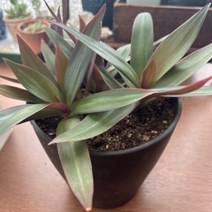 鉢植え　観葉植物🪴　ムラサキオモト の画像