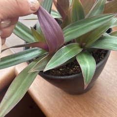 鉢植え　観葉植物🪴　ムラサキオモト の画像