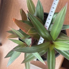 鉢植え　観葉植物🪴　ムラサキオモト の画像