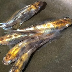 '24年生まれ黄白虎メダカランダム5匹の画像