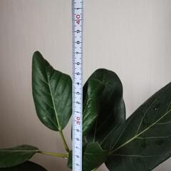 観葉植物　小さめの画像