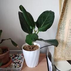 観葉植物　小さめ