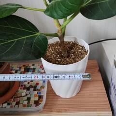 観葉植物　小さめの画像