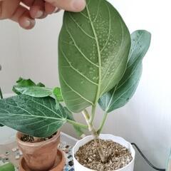 観葉植物　小さめの画像
