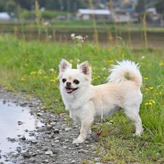 ご近所チワワ大好き仲間募集🐶