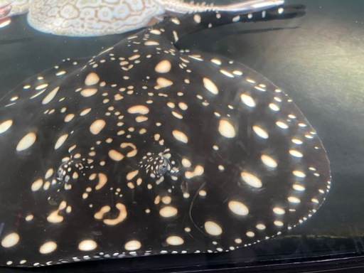 【直接引取】ダイヤモンドポルカ目測40cm弱♂