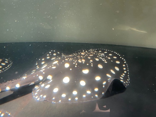 直接引取】ダイヤモンドポルカ目測40cm弱♂