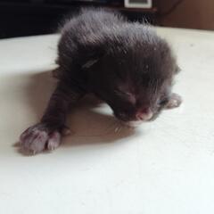黒猫ちゃんの里親さん募集