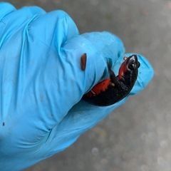 アカハライモリ