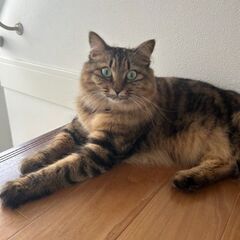 【里親募集中】♀メス猫　甘えん坊猫ちゃん
