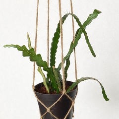 フィッシュボーンカクタス　
ジグザグカクタス 観葉植物