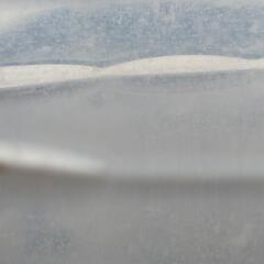 ゾウリムシ　⑤の画像