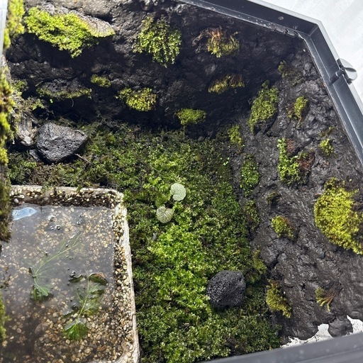 グラステラリウム4545