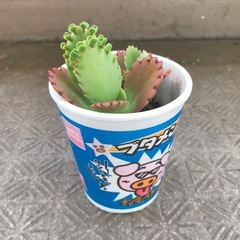 子宝弁慶草の画像