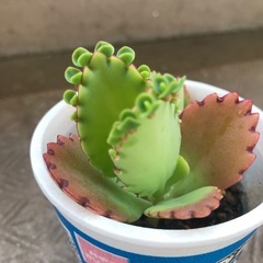 子宝弁慶草の画像