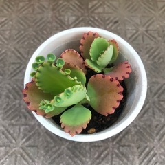 子宝弁慶草