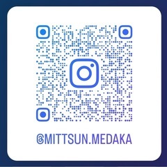 改良メダカ生体販売の画像