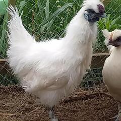 烏骨鶏　雄　2024.12月産まれの画像