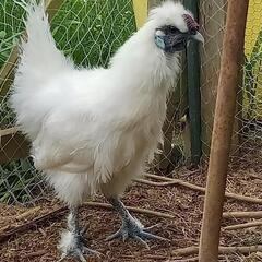 烏骨鶏　雄　2024.12月産まれの画像