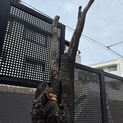 ヤシの木の画像