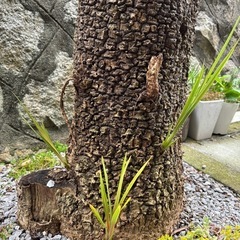 ヤシの木の画像