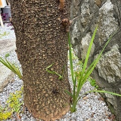 ヤシの木の画像