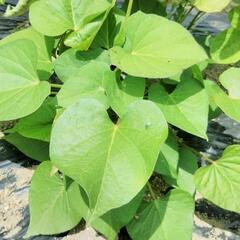 【急募】さつまいも🍠苗植え作業