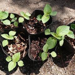 野菜苗 シソ苗 20株 紫蘇 青ジソ 無農薬 ハーブ 家庭菜園 ...