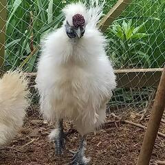 烏骨鶏　雄　2024.12月産まれの画像