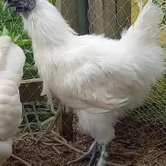 烏骨鶏　雄　2024.12月産まれの画像