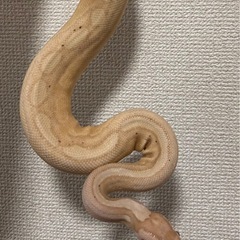 ボールパイソン
