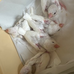 白、シナモン、シルバーイノ文鳥います(^^)
