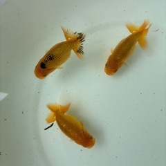 金魚　らんちゅう　今年産まれ　　3匹 
