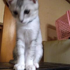 里親募集！生後3カ月です。