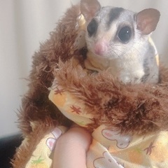 フクロモモンガ　モザイク　4歳　メス