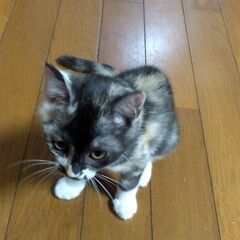 里親募集！生後3カ月です。