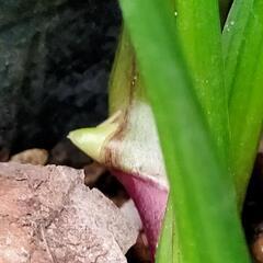 山野草キチジョウソウ苗　ポットごとの画像