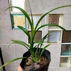 山野草キチジョウソウ苗　ポットごとの画像
