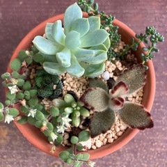 寄植え🪴