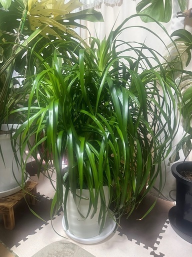 ドラセナカンボジアーナ