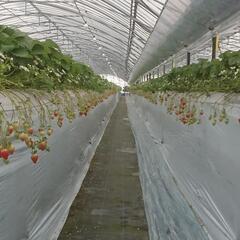 🔴締め切りました❗ジャムや加工用の🍓